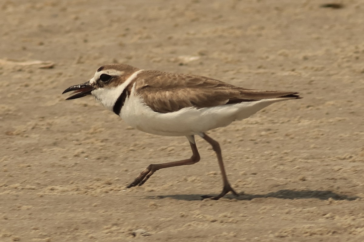 Wilson's Plover - ML618468008