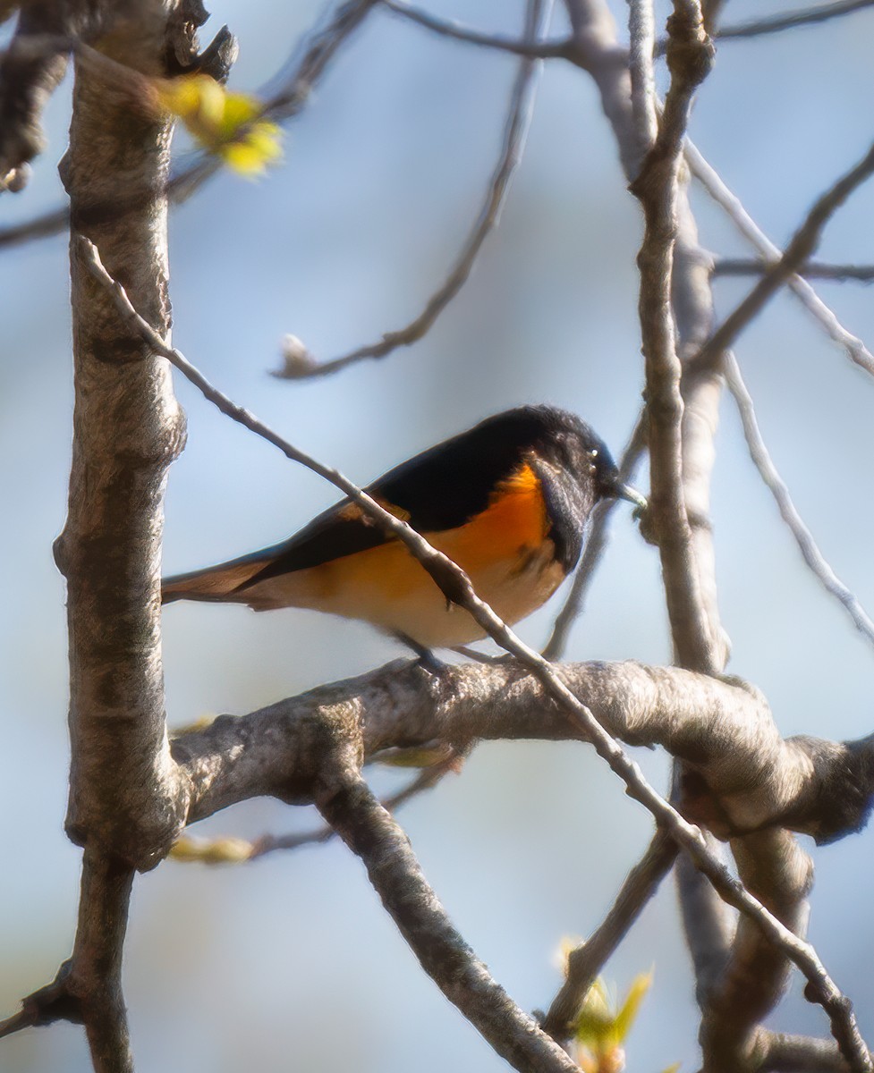 American Redstart - ML618468022