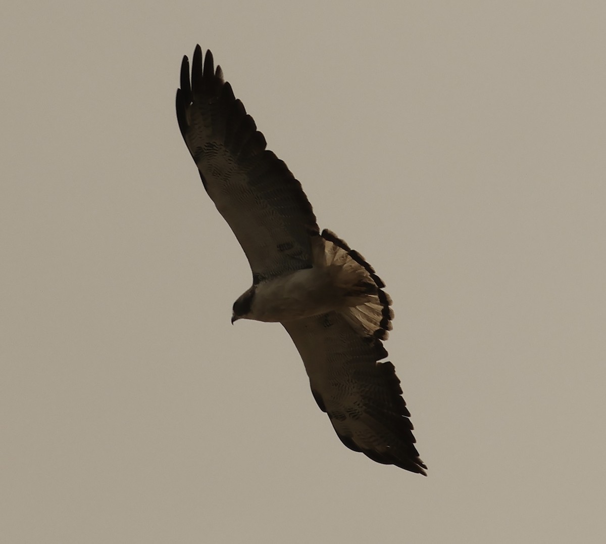 White-tailed Hawk - Hanan Jacoby