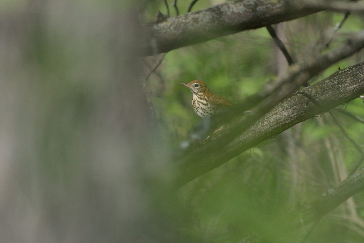 Wood Thrush - ML618468033