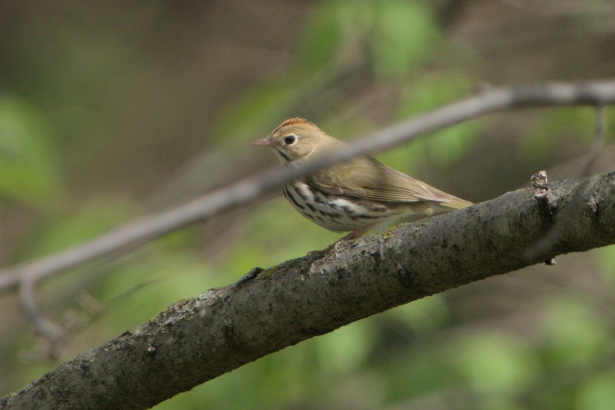 Ovenbird - ML618468036