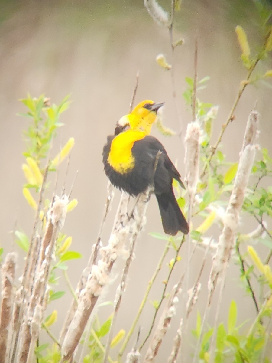Yellow-headed Blackbird - ML618468040