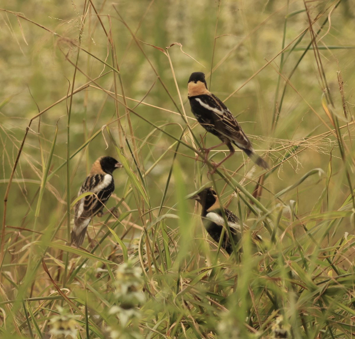 Bobolink - Hanan Jacoby