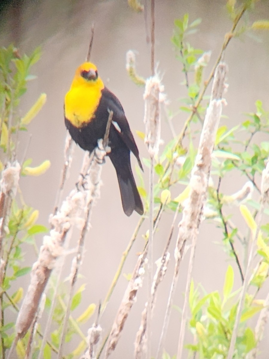 Yellow-headed Blackbird - ML618468043