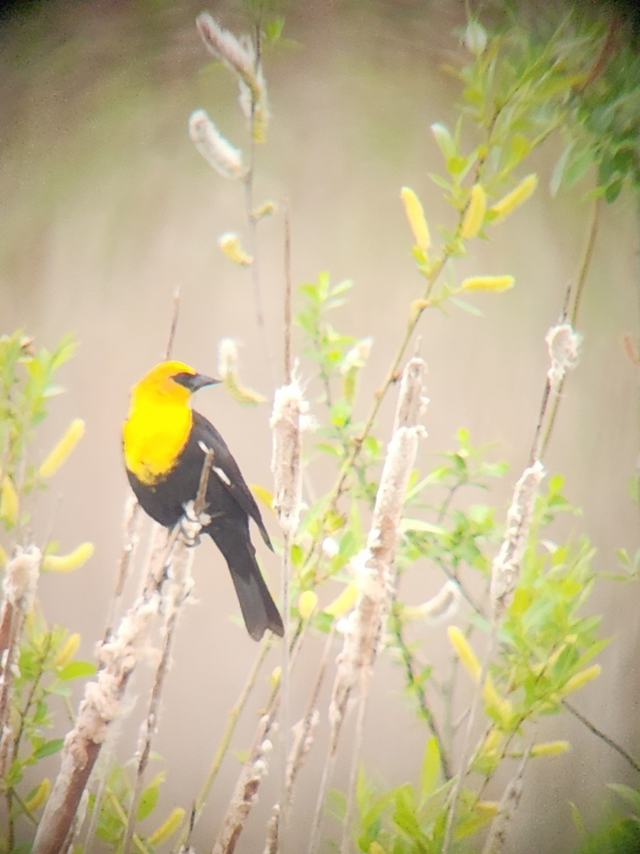 Yellow-headed Blackbird - ML618468044