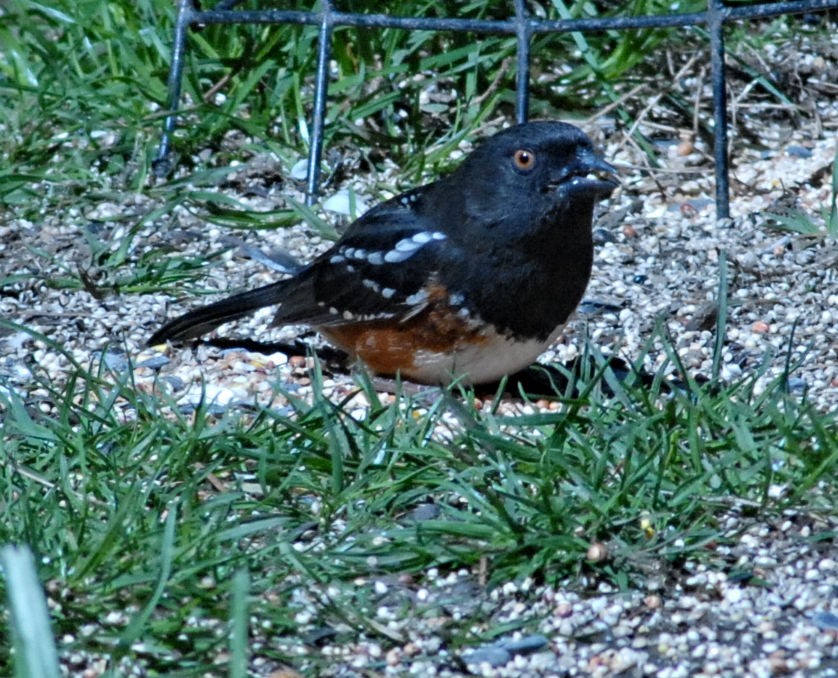 Spotted Towhee - Michael Frenock