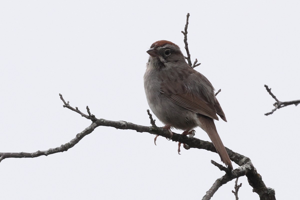 Rufous-crowned Sparrow - ML618468102