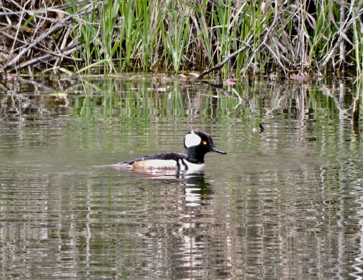 Hooded Merganser - ML618468103