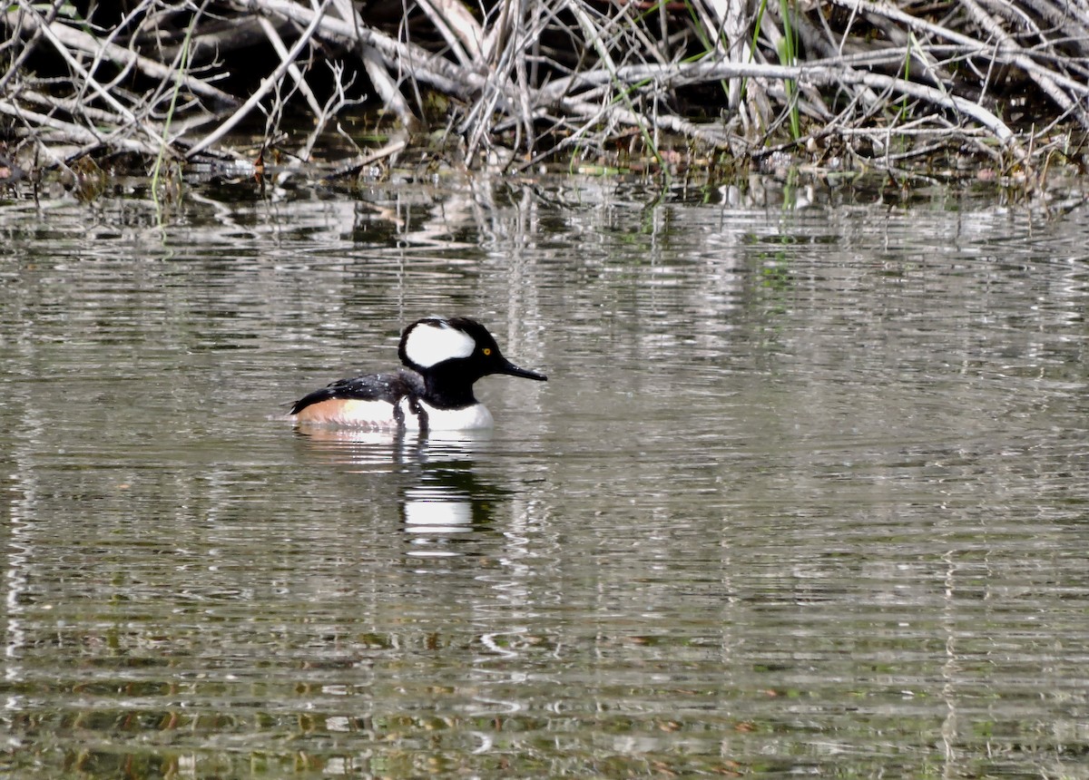 Hooded Merganser - Daniel Casey