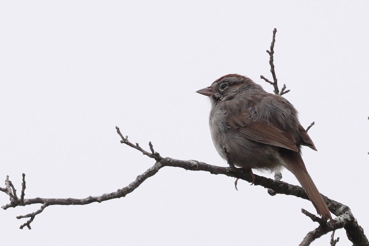 Rufous-crowned Sparrow - ML618468107