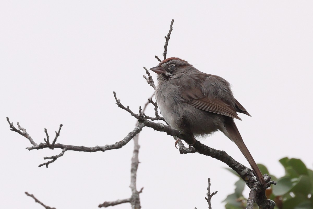 Rufous-crowned Sparrow - ML618468111