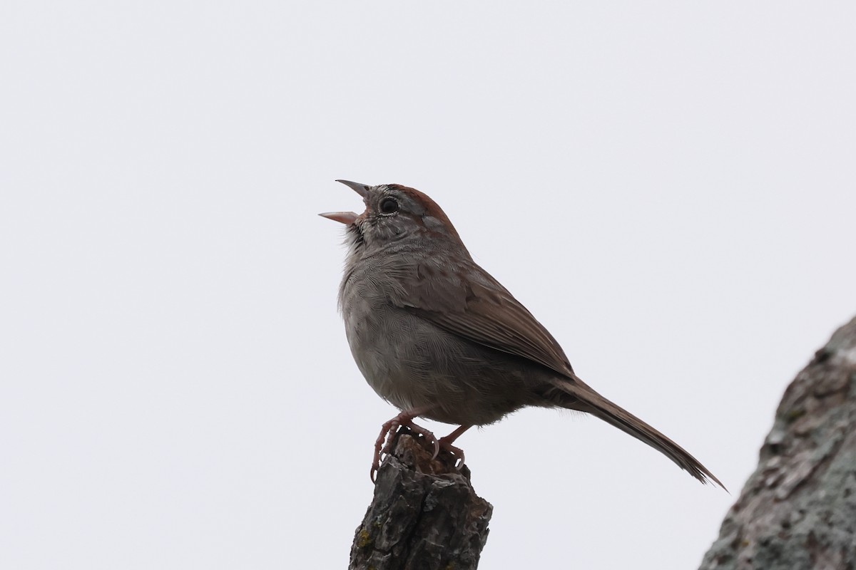 Rufous-crowned Sparrow - ML618468113