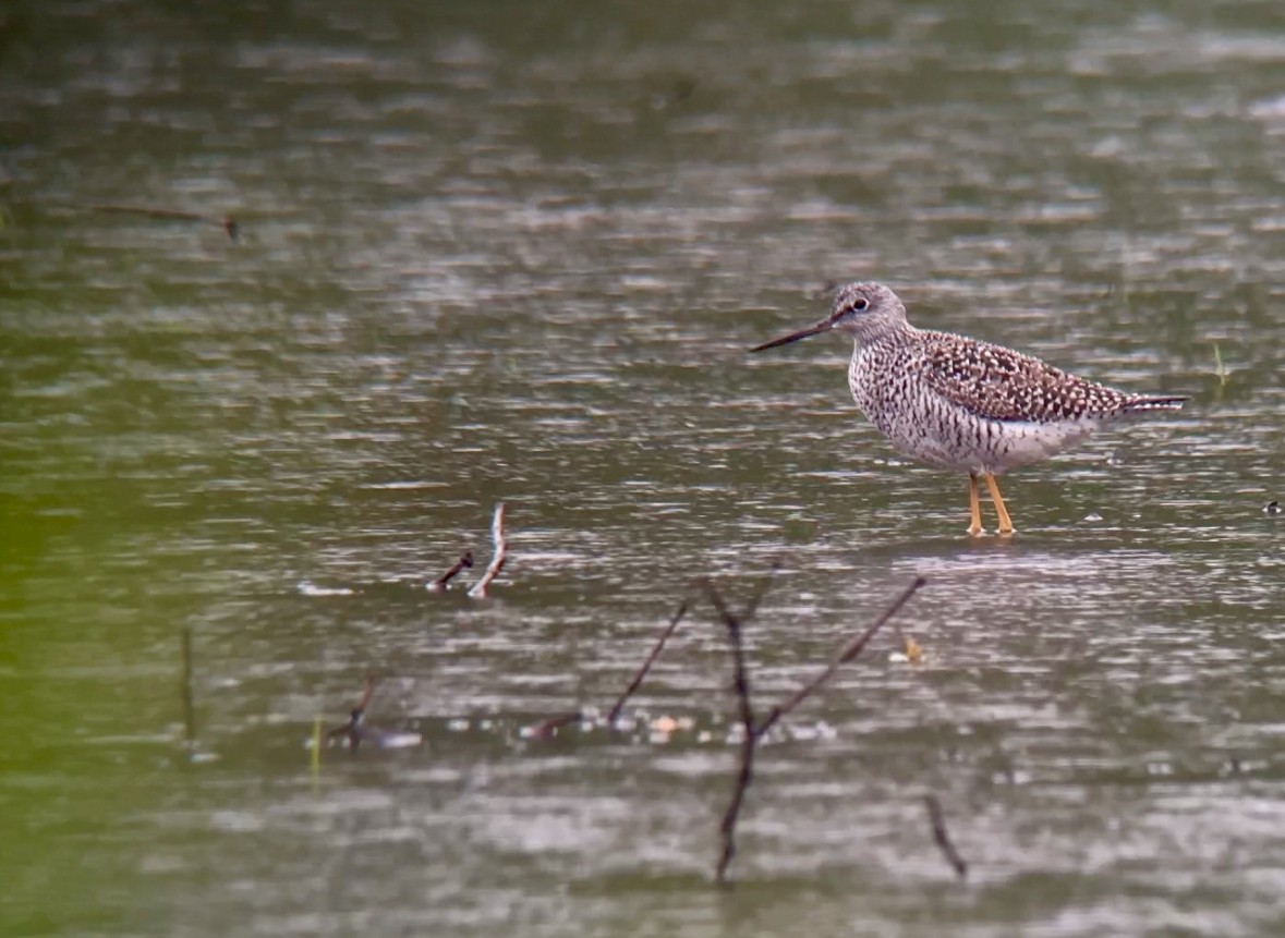 Greater Yellowlegs - Jeff Kenney