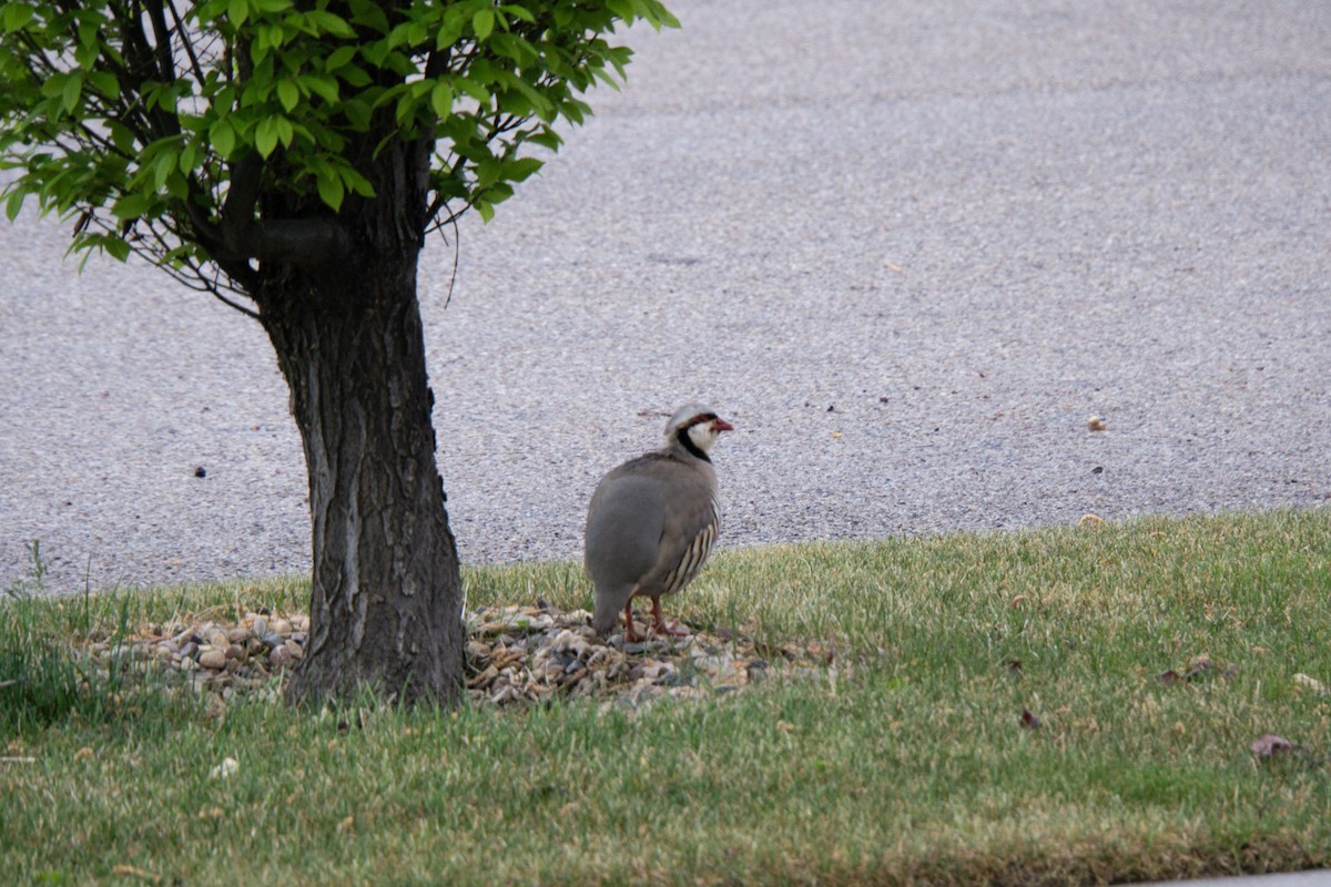 Perdrix choukar - ML618468129