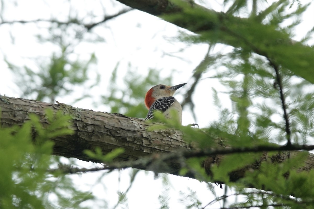 Red-bellied Woodpecker - ML618468131