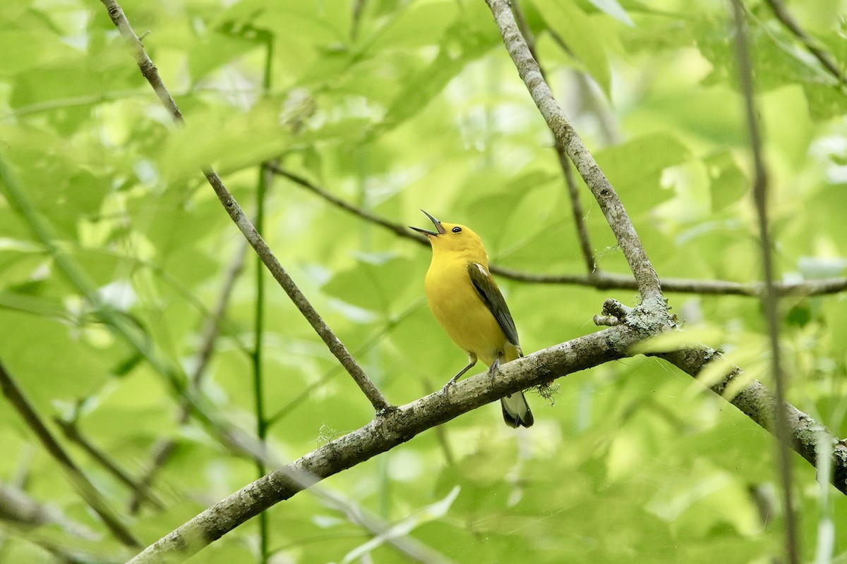 Prothonotary Warbler - ML618468139