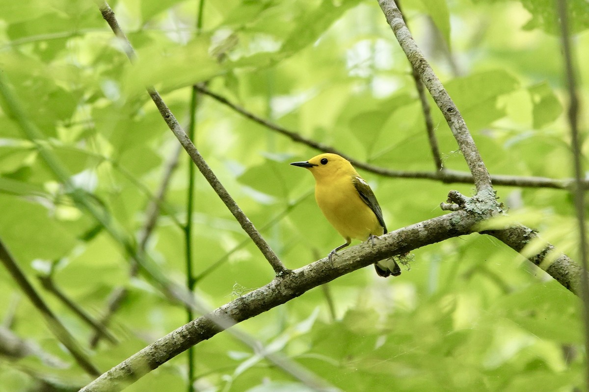 Prothonotary Warbler - ML618468145