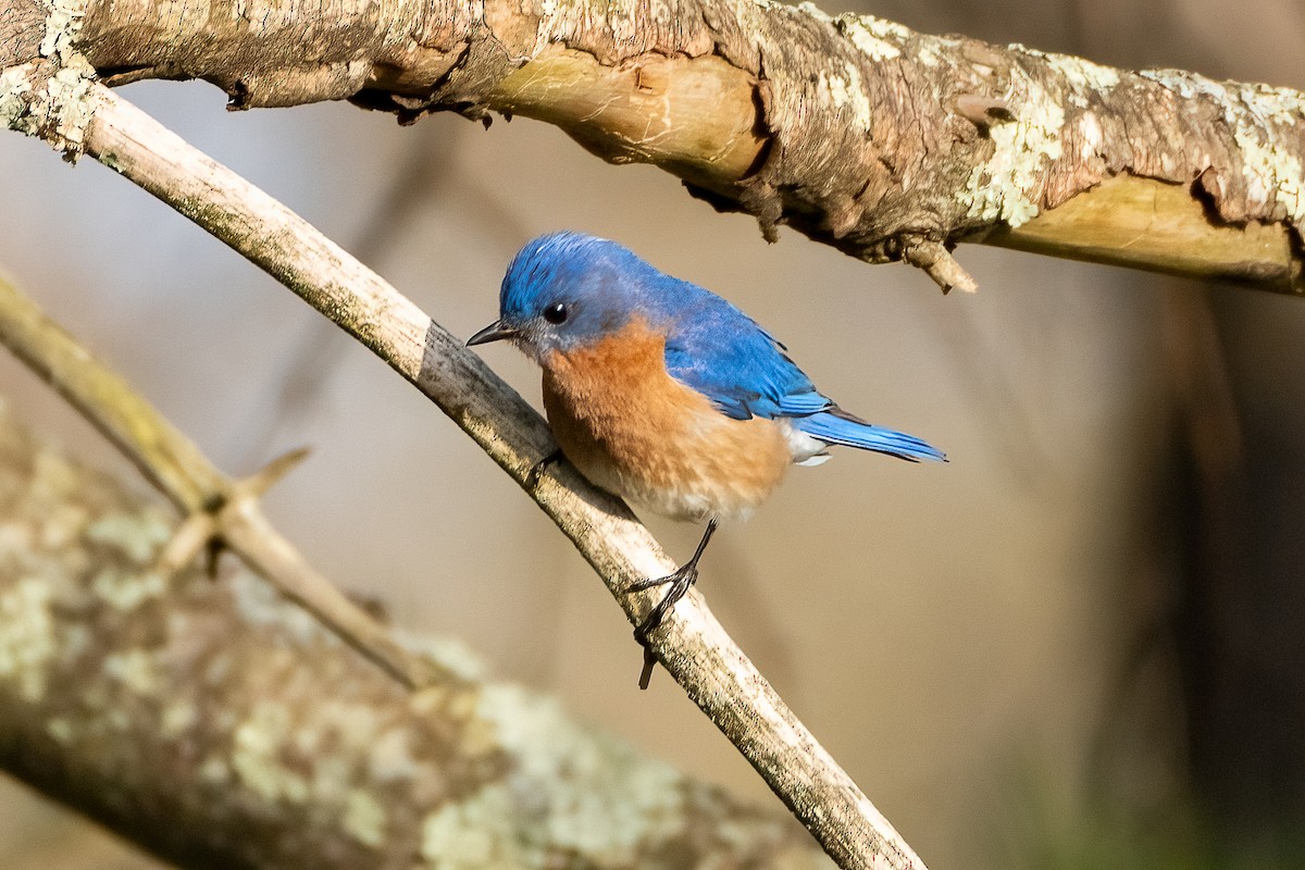 Eastern Bluebird - Shori Velles