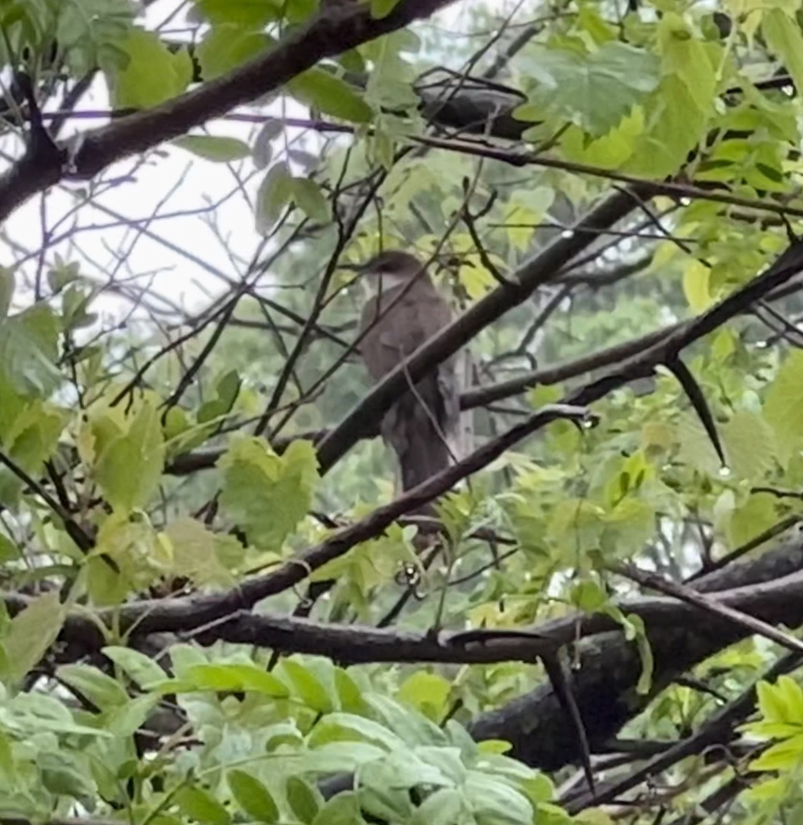 Black-billed Cuckoo - ML618468190