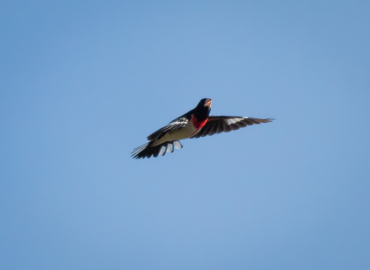 Rose-breasted Grosbeak - ML618468223