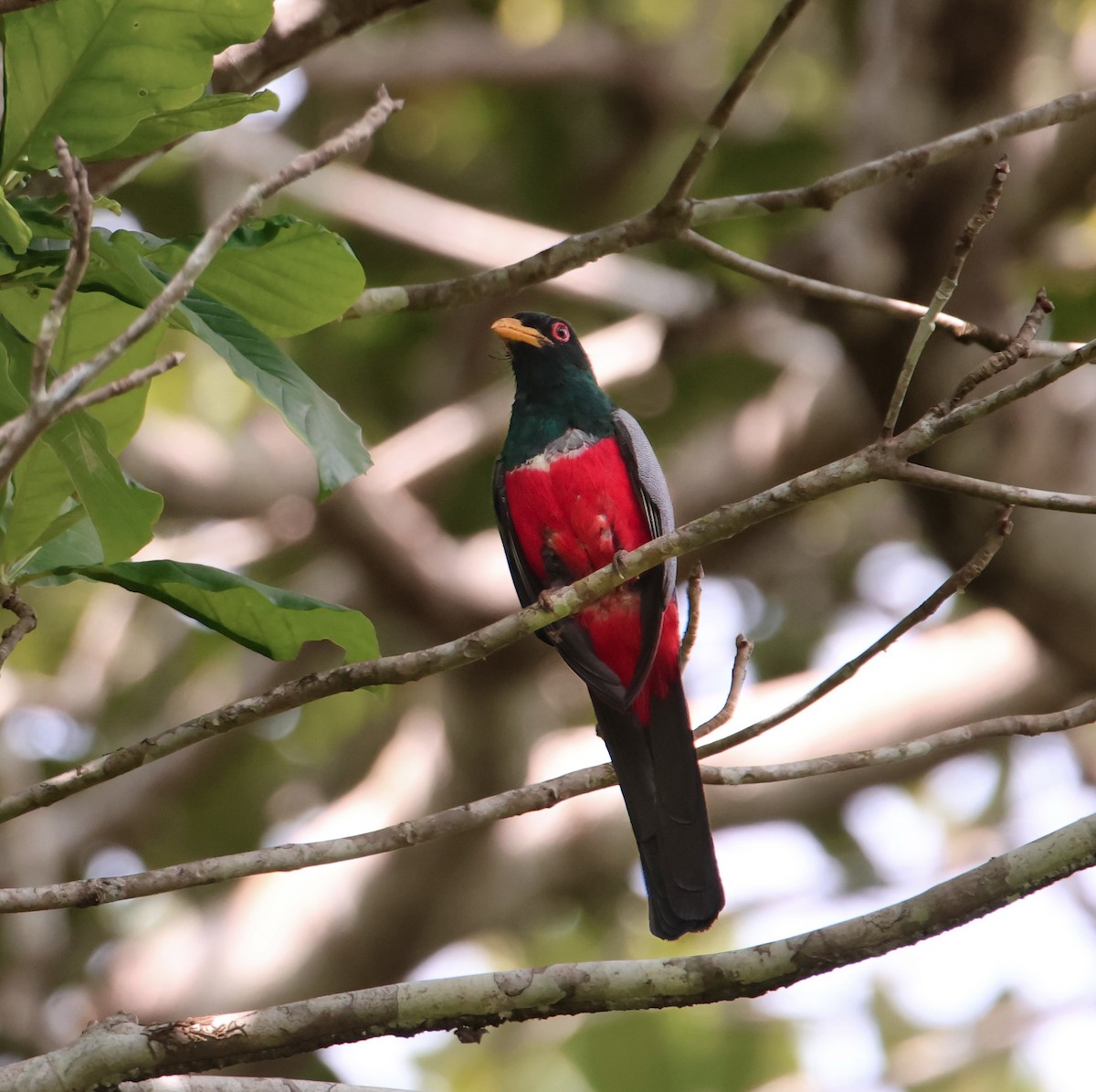 Black-tailed Trogon - Aitor Gonzalo