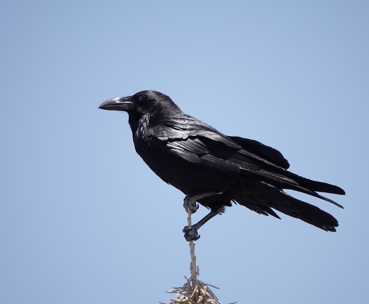 Хон хэрээ - ML618468251