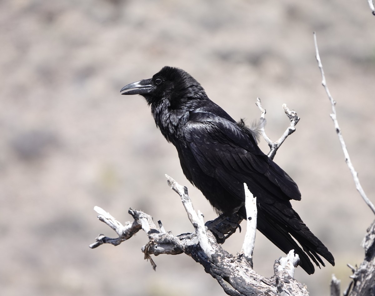 Хон хэрээ - ML618468266