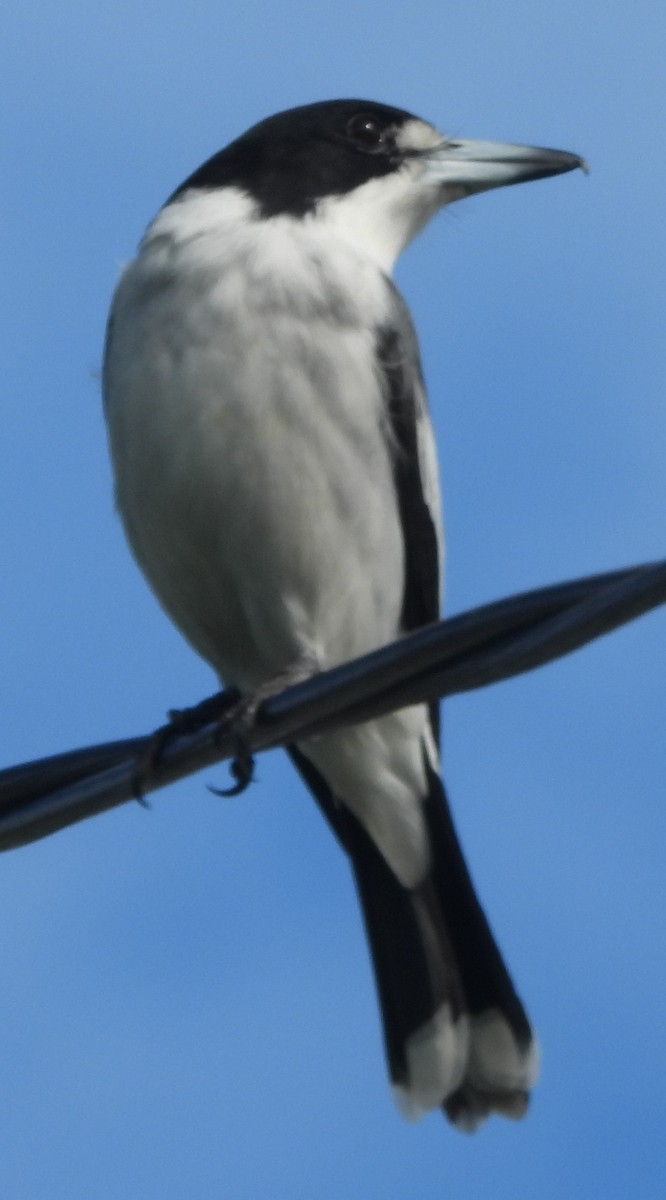 Gray Butcherbird - Suzanne Foley