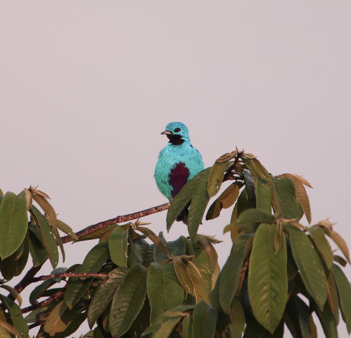 Blue Cotinga - Aitor Gonzalo