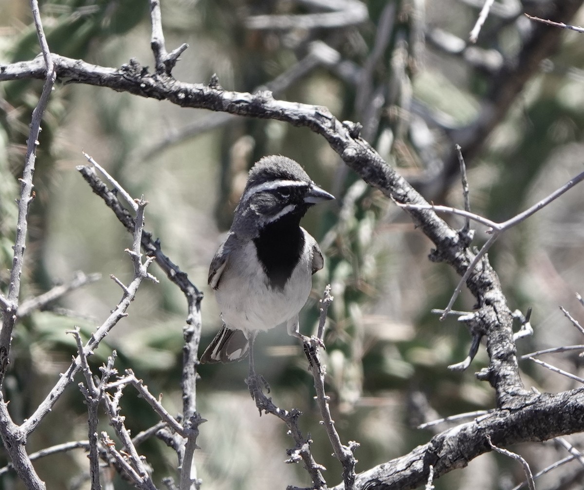 Black-throated Sparrow - dave koehler