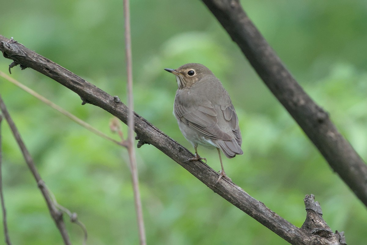 Swainson's Thrush - ML618468309