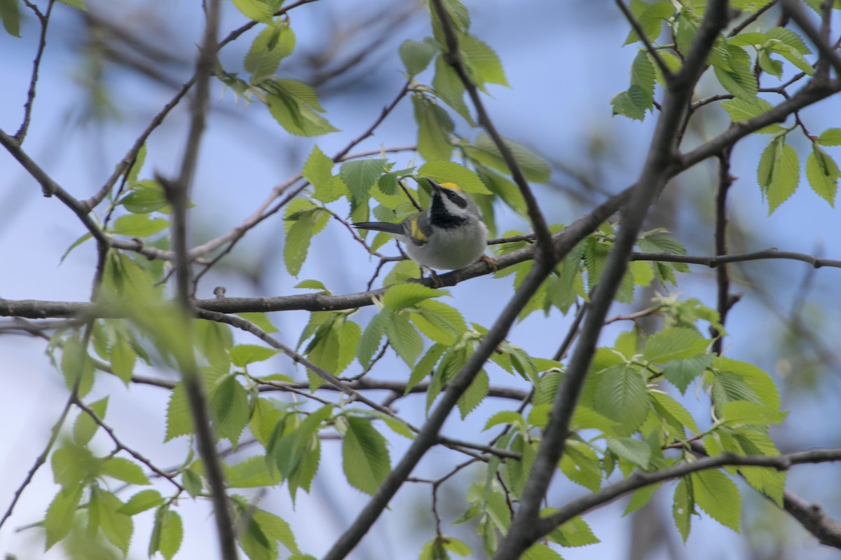 Golden-winged Warbler - ML618468315