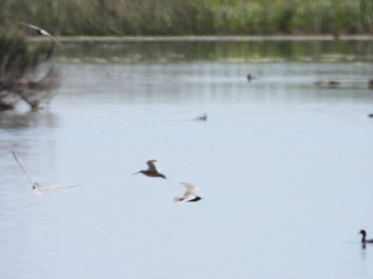 Long-billed Dowitcher - ML618468321