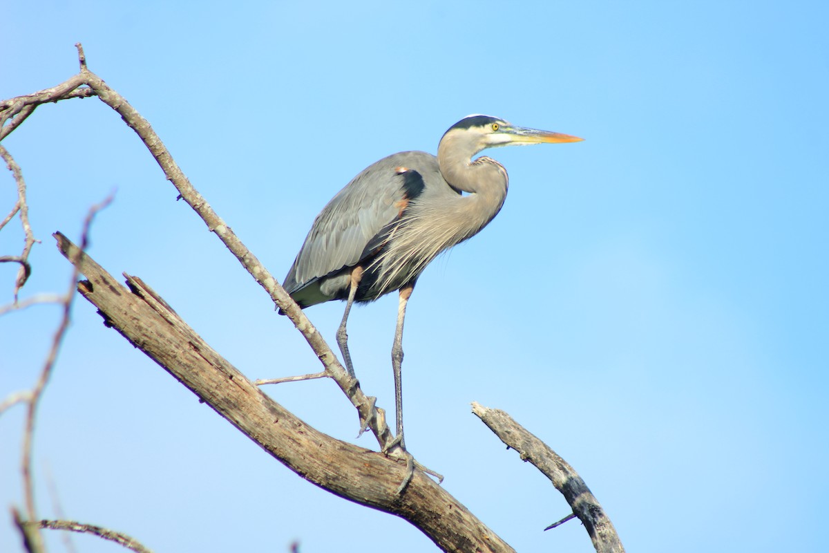 Great Blue Heron - ML618468345