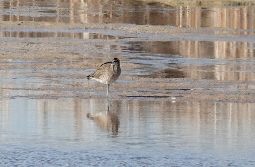 Regenbrachvogel - ML618468368