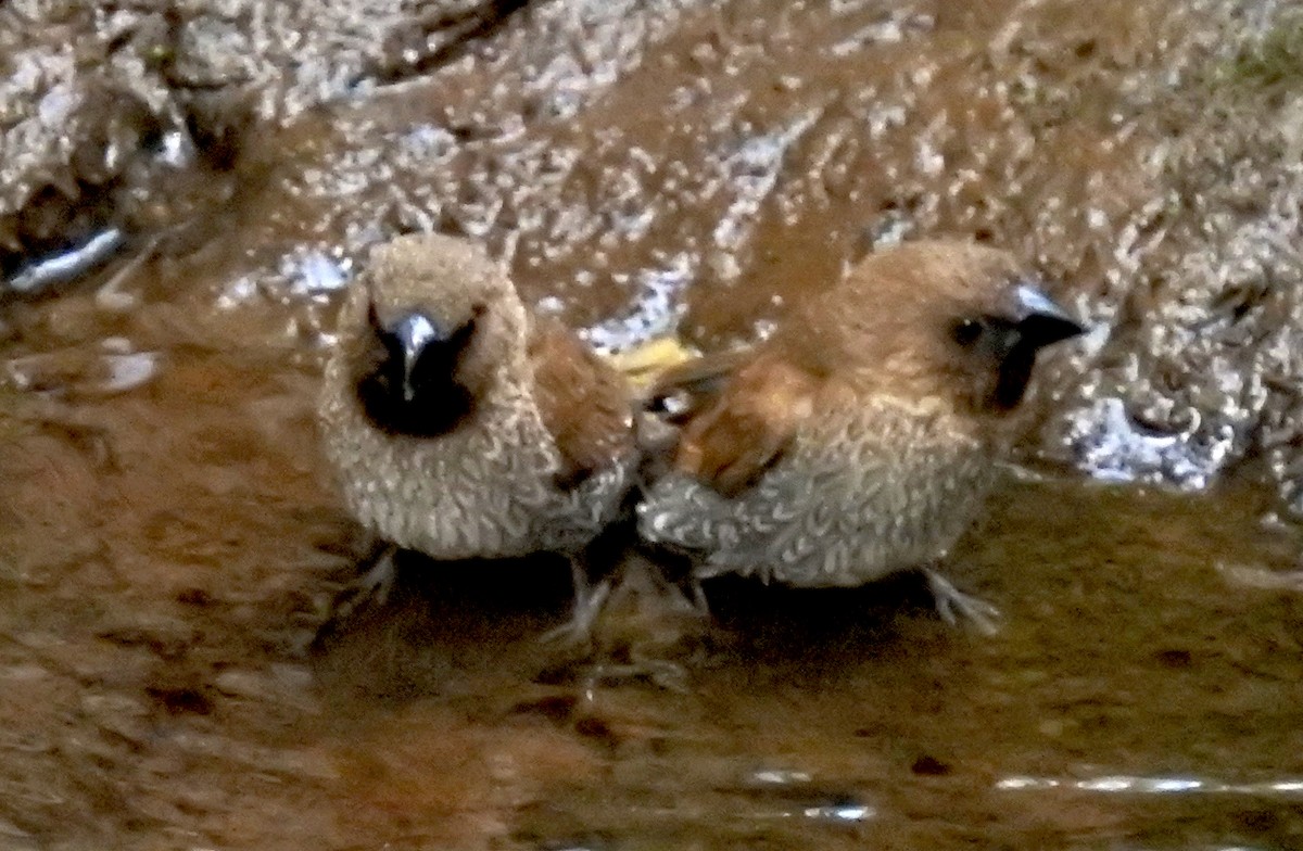 Scaly-breasted Munia - ML618468376