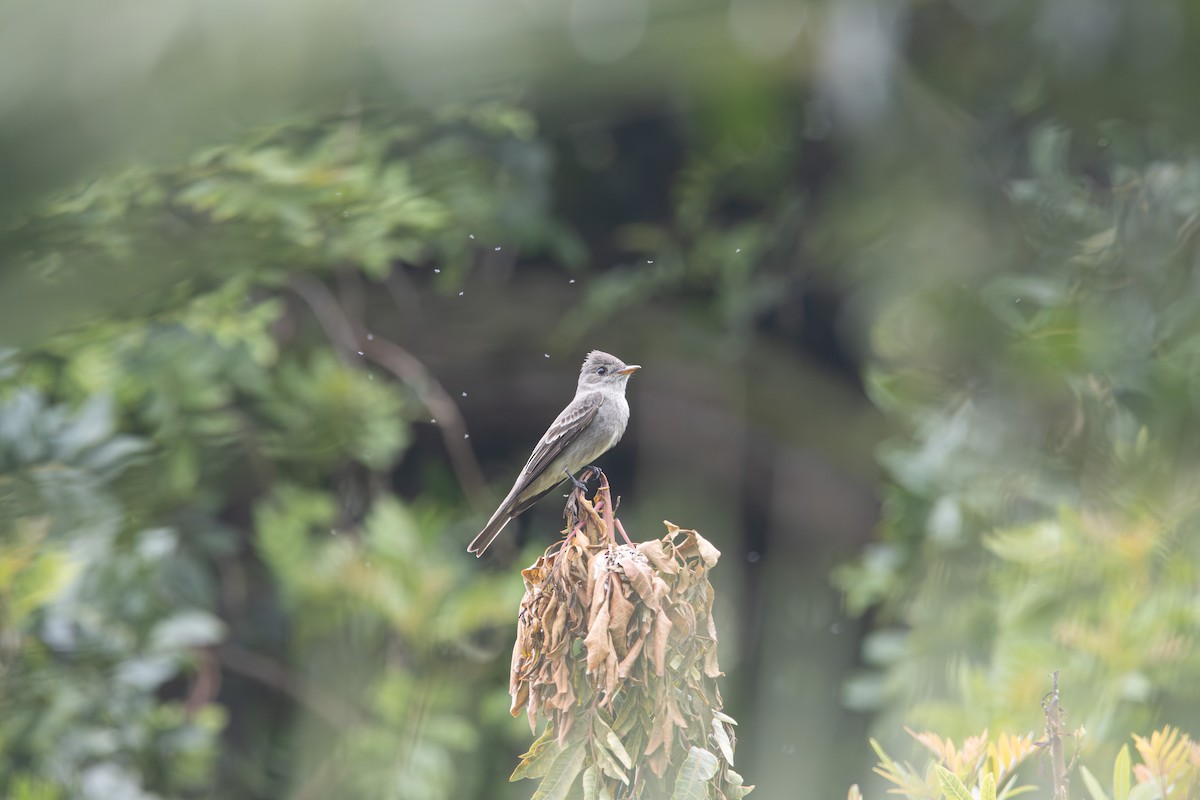 Western Wood-Pewee - Russell Campbell