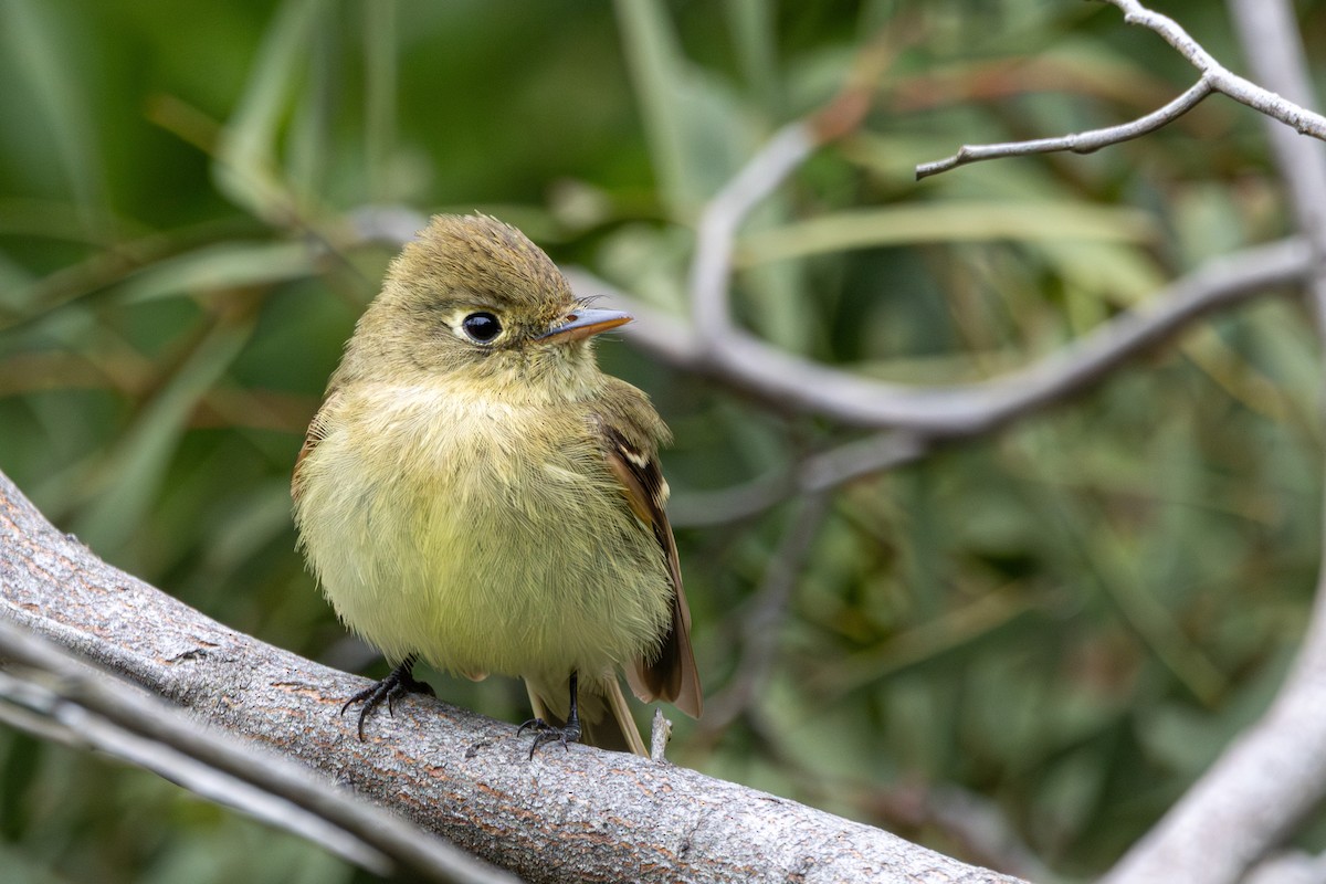 Western Flycatcher - Russell Campbell
