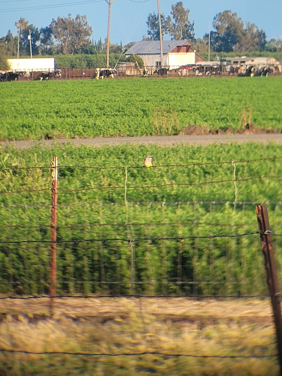 Western Kingbird - ML618468429