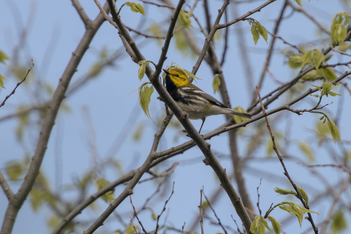 Black-throated Green Warbler - Dana Siefer