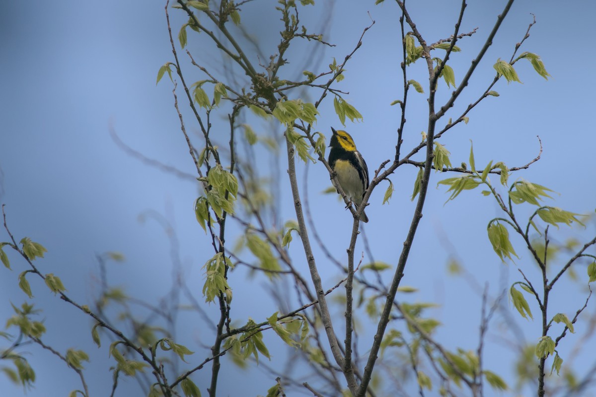 Black-throated Green Warbler - ML618468440