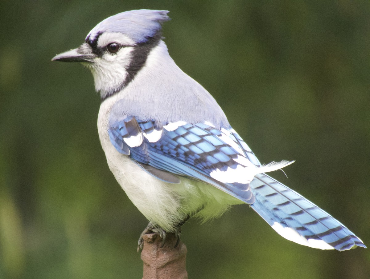 Blue Jay - ML618468447