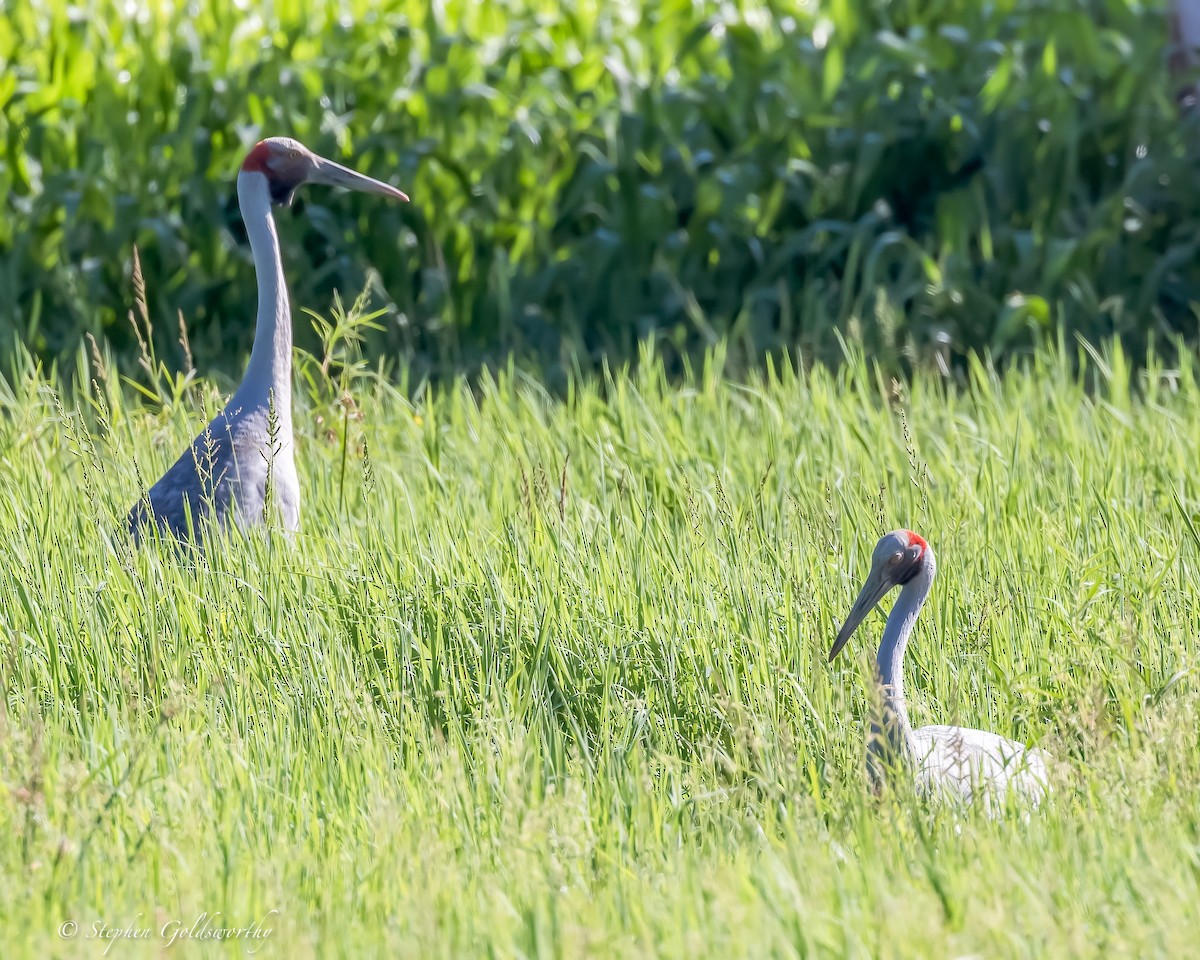 Brolga - Stephen Goldsworthy