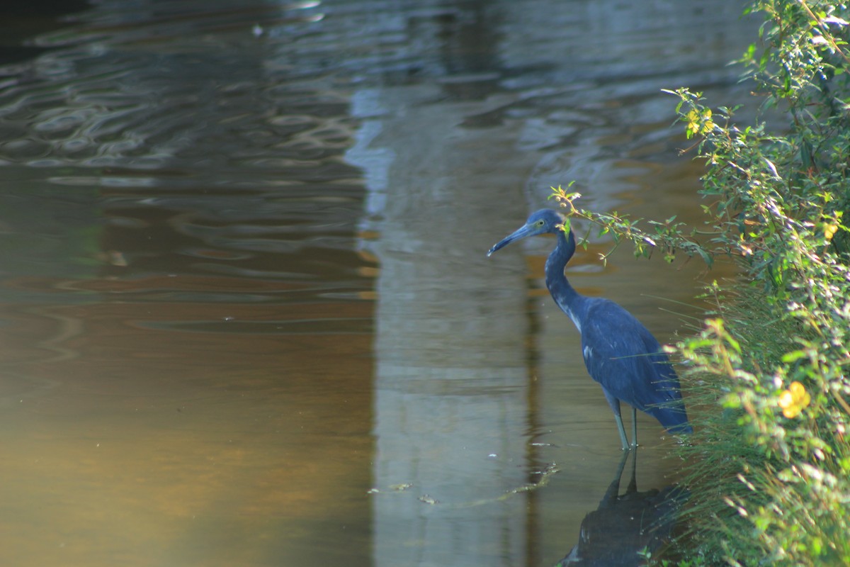 Little Blue Heron - ML618468462