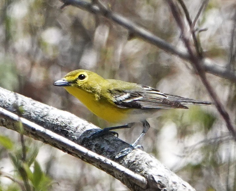 Yellow-throated Vireo - Steve Mayo