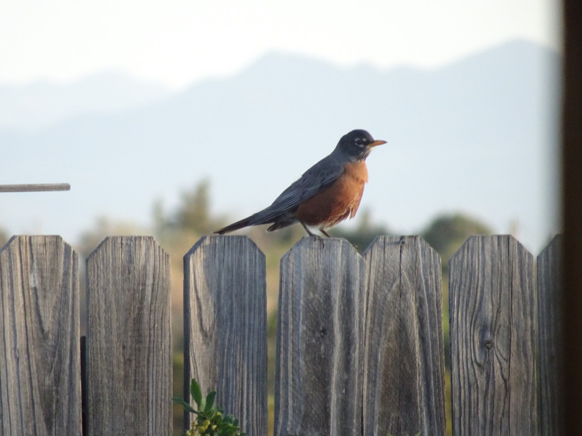 American Robin - ML618468475