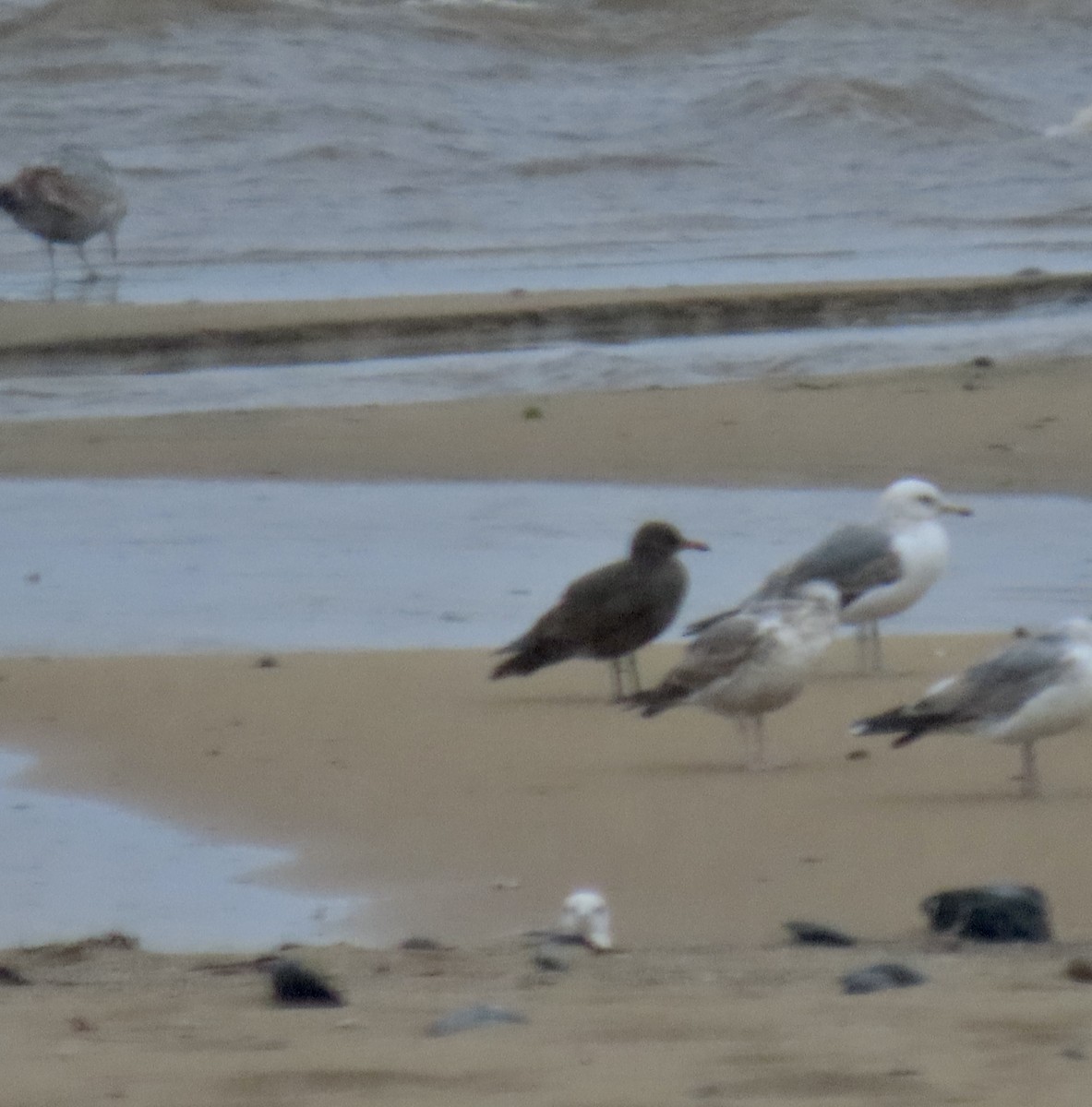 Heermann's Gull - George Chrisman