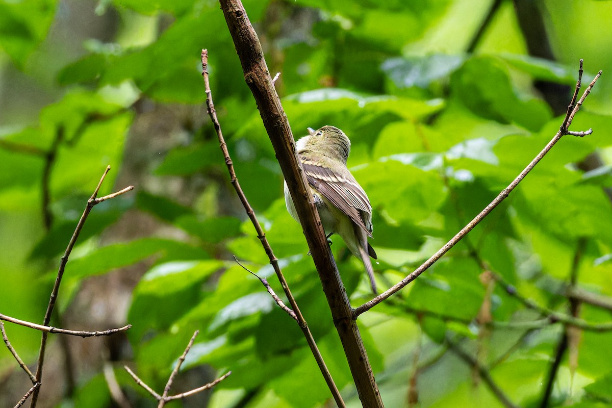 Acadian Flycatcher - ML618468490