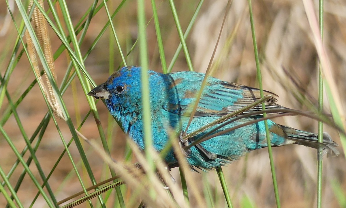 Indigo Bunting - ML618468500