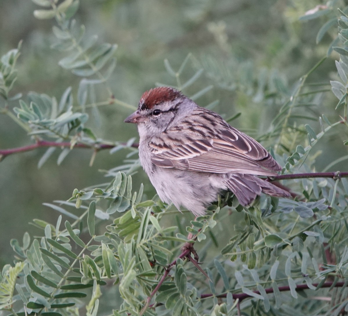 Chipping Sparrow - ML618468506